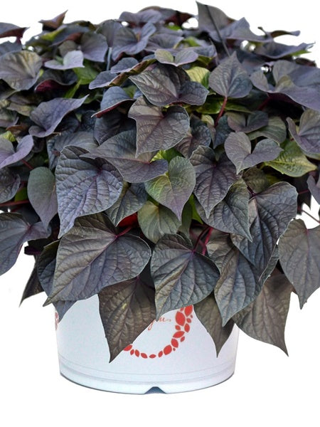 Ipomea - Sweet Potato Vine FloraMia Cameo