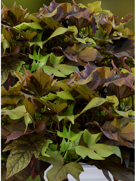 Ipomoea Sweet Potato Vine Flora Mia Verdino