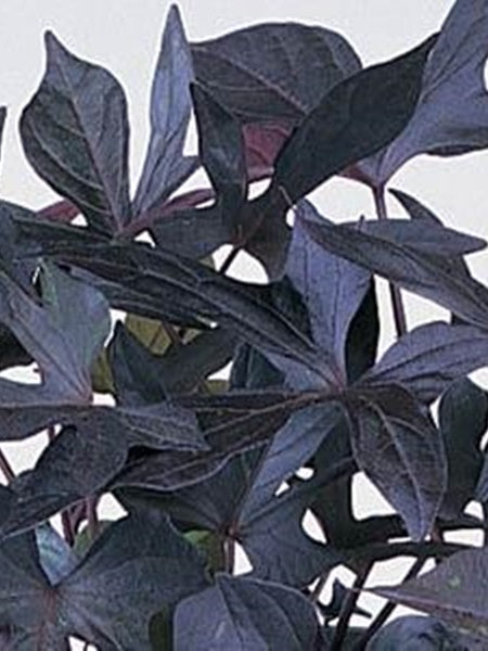 Ipomea - Sweet Potato Vine - Blackie
