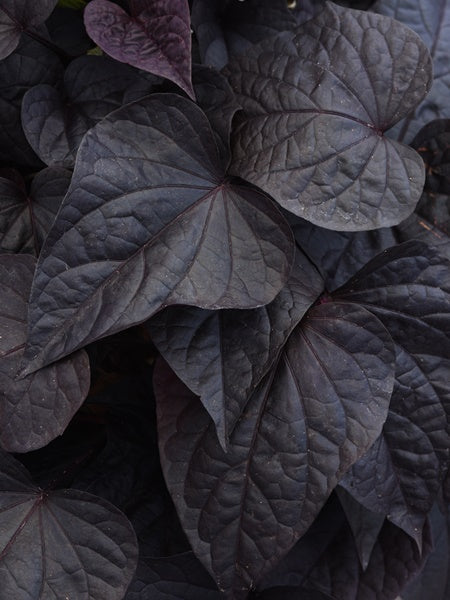 Ipomea - Sweet Potato Vine - Solar Power Black Heart
