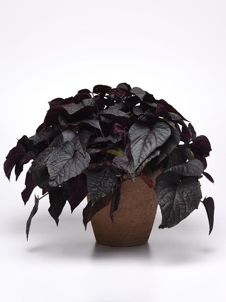 Hanging Flower Pouch - Ipomea Black and Limon Heart