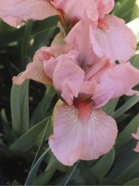 Iris - Pumila Dwarf Bearded Pink