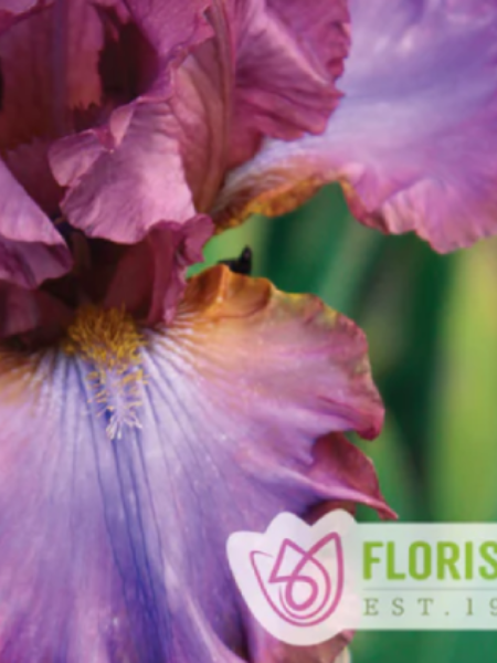 Iris  Germanica Reblooming Cantina