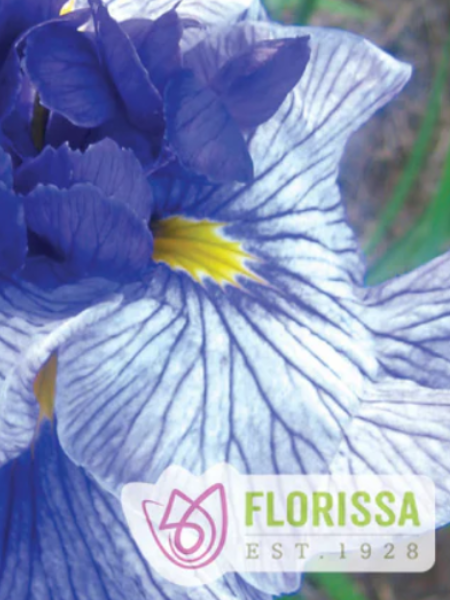 Iris ensata Don and Donna