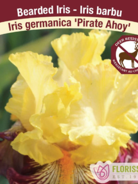 Iris Germanica Pirate Ahoy