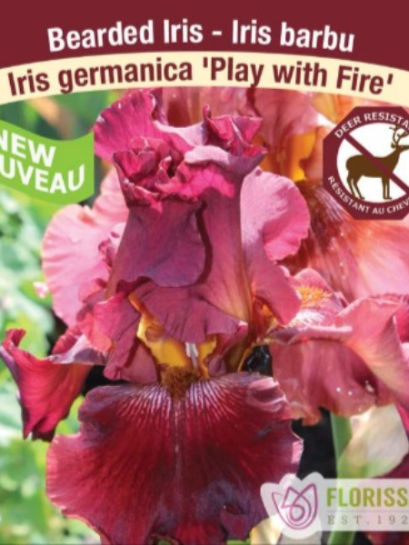 Iris Germanica Reblooming Play with Fire