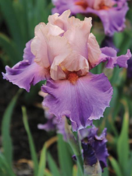 Iris - Germanica Reblooming Discovered Treasure