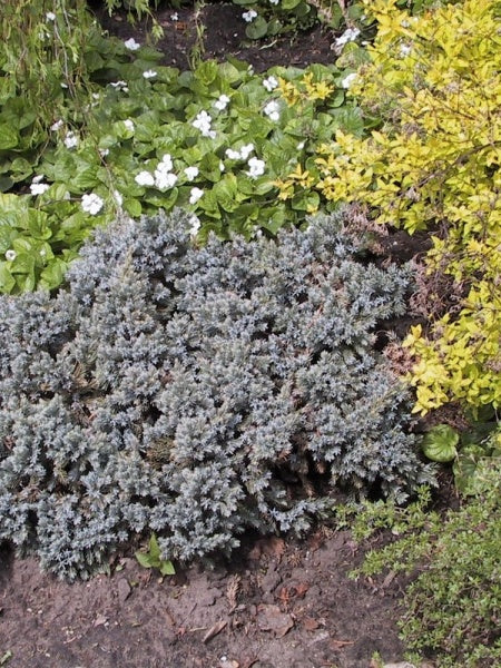 Juniper (spreading) - Blue Star - 2 Gallon