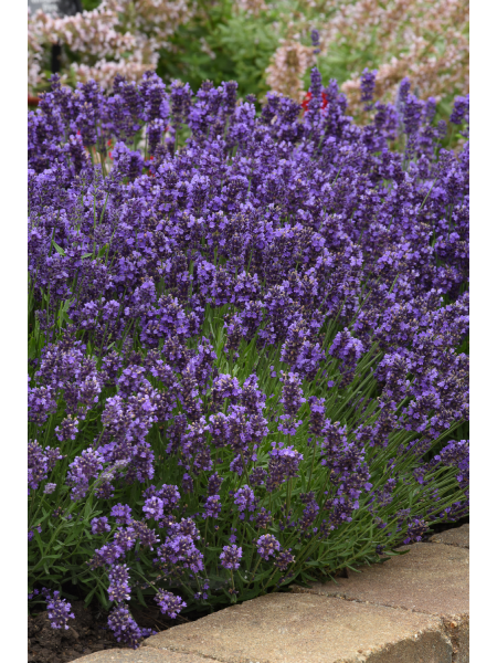 Lavandula - SuperBlue English Lavender – Calgary Plants