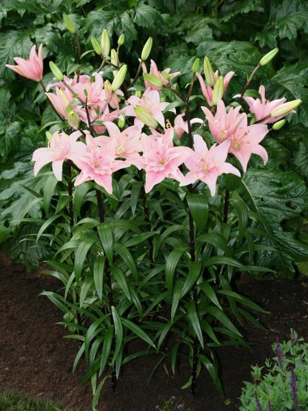 Lily - Double Lilium Asiatic Kiss Elodie