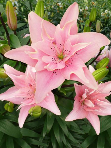 Lily - Double Lilium Asiatic Kiss Elodie