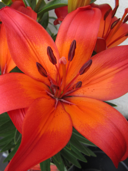 Lily Asiatic Matrix
