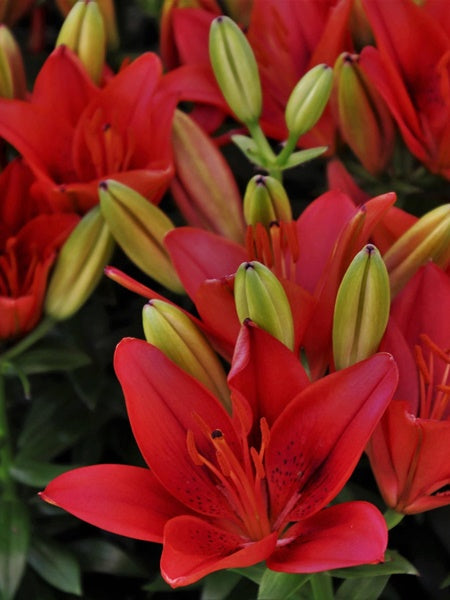 Lily - Asiatic Salinero