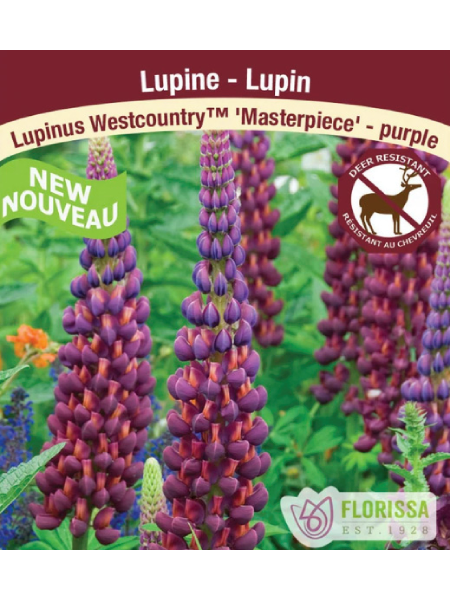 Lupine Westcountry Masterpiece
