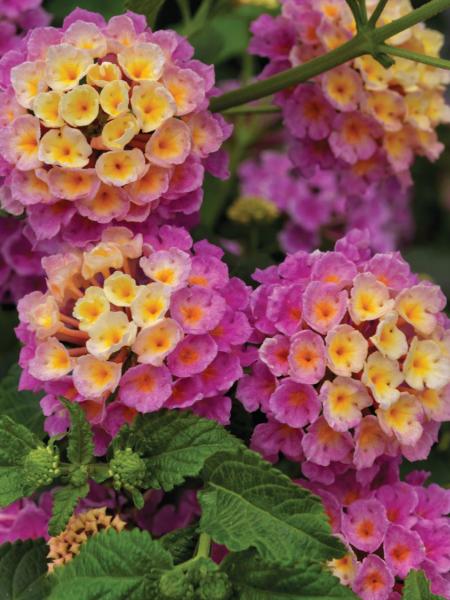 Lantana - Landscape Bandana Pink