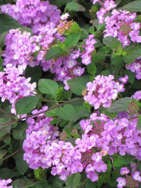 Lantana Trailing Lavender