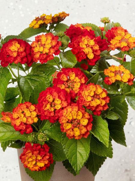 Lantana - Hot Blooded Red