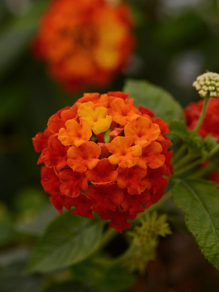 Lantana - Lucky Red