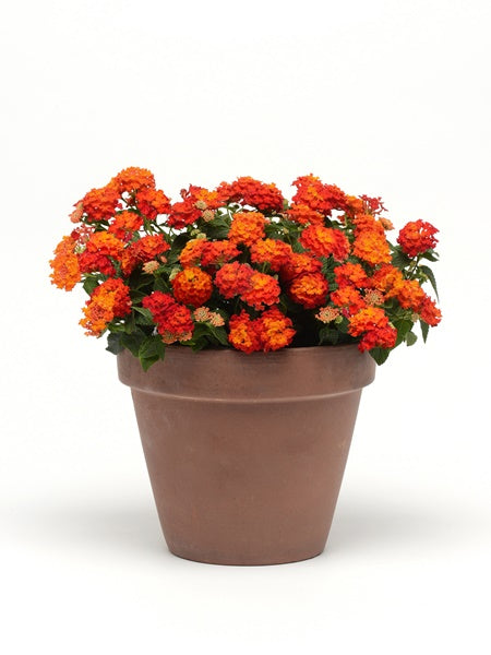 Lantana - Lucky Red