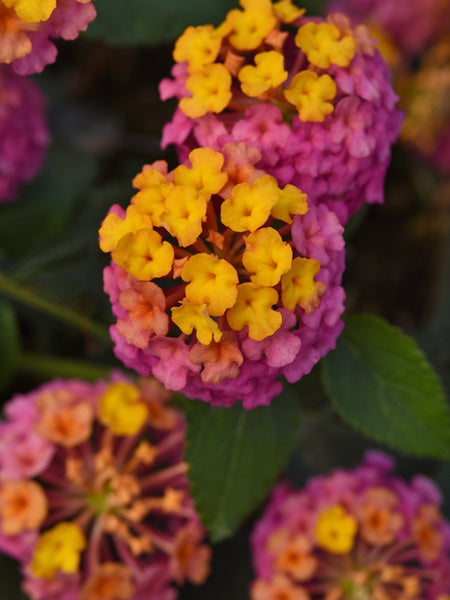 Lantana - Passion Fruit