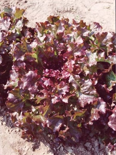 Vegetable - Lettuce Red Salad Bowl
