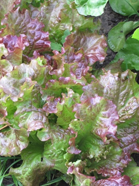 Vegetable - Lettuce Red Salad Bowl