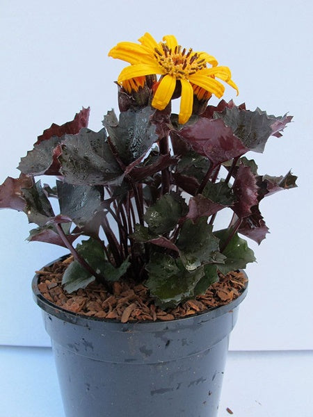 Ligularia - Pandora