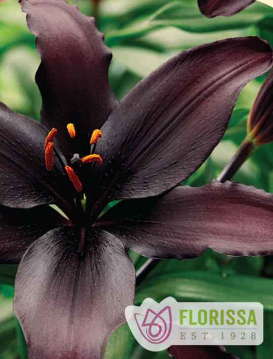 Lily Asiatic Blacklist