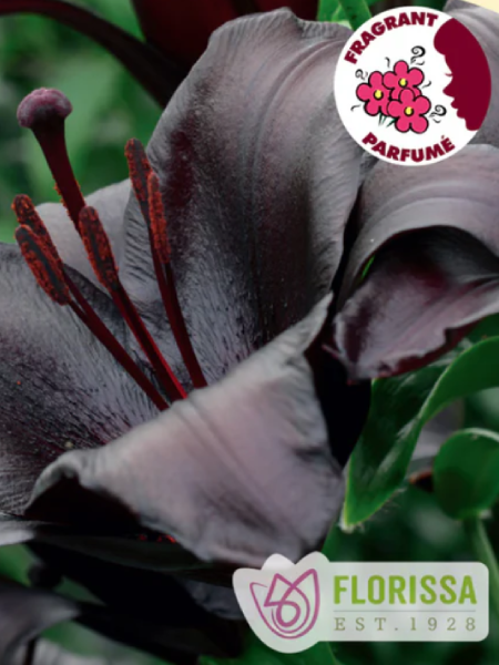 Lily Trumpet  Asiatic  Blackship