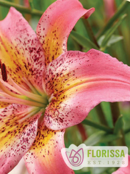 Lily Asiatic Fancy Dance