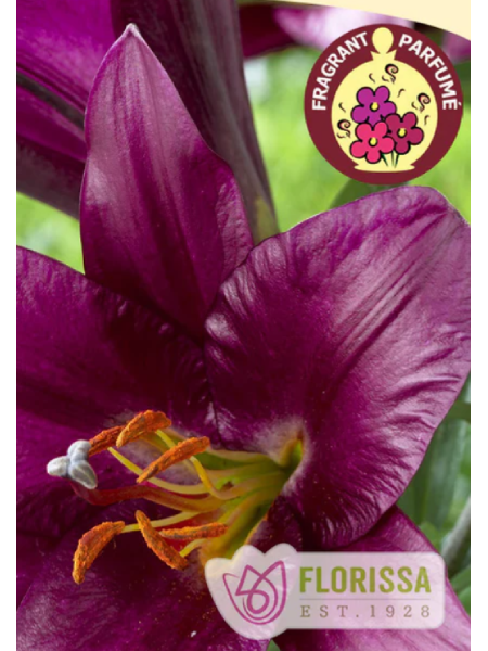 Lily Oriental Purple Prince