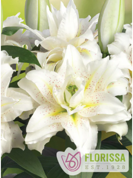 Lily Oriental Roselily Sita