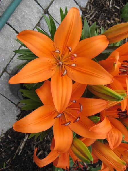 Lily - Asiatic Orange Matrix