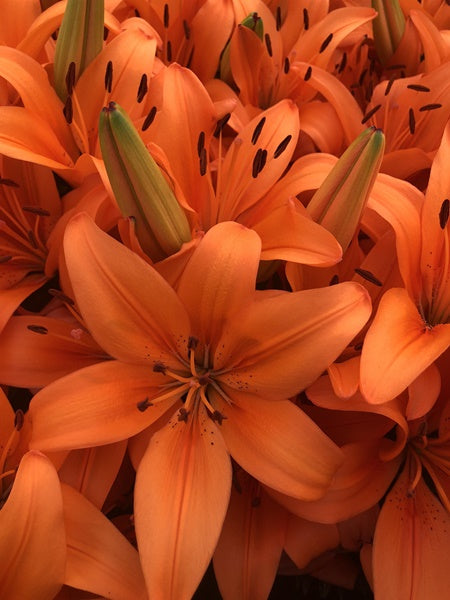 Lily - Asiatic Orange Matrix
