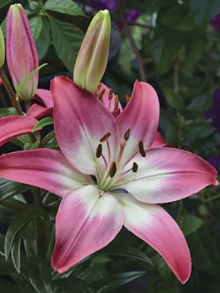 Lily - Asiatic Tiny Diamond