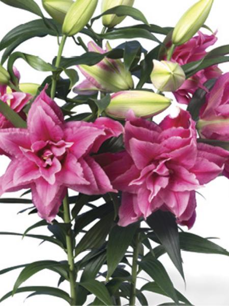 Lily - Double Oriental Roselily Esra