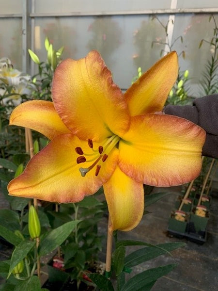 Lily - Lilium of Rising Moon