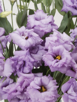 Lisianthus - ABC 2 Lavender