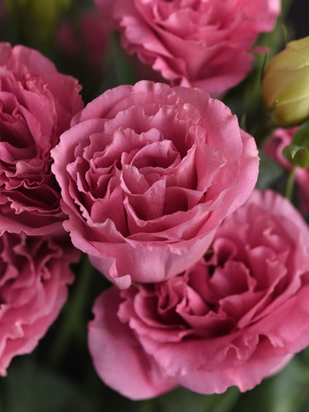 Lisianthus - ABC 3 Rose