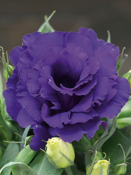 Lisianthus - Julietta Blue