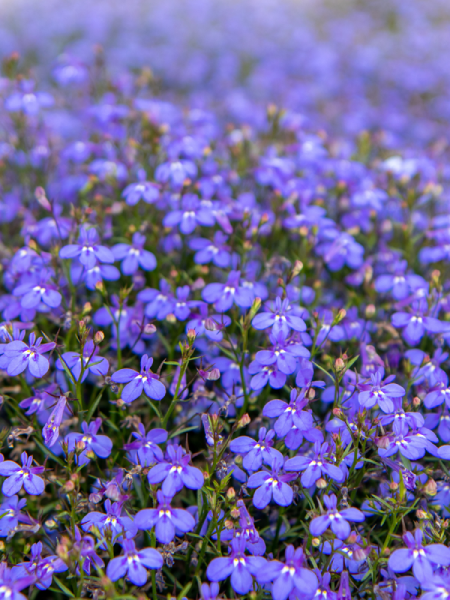 Lobelia - Glow Electric Blue