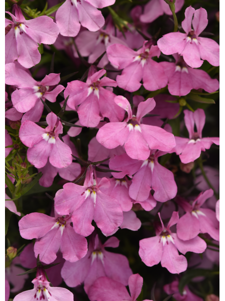 Lobelia Heatopia Pink