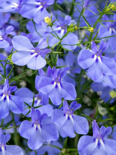 Lobelia - Hot® Aqua