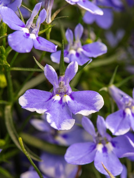 Lobelia - Stratus Blue