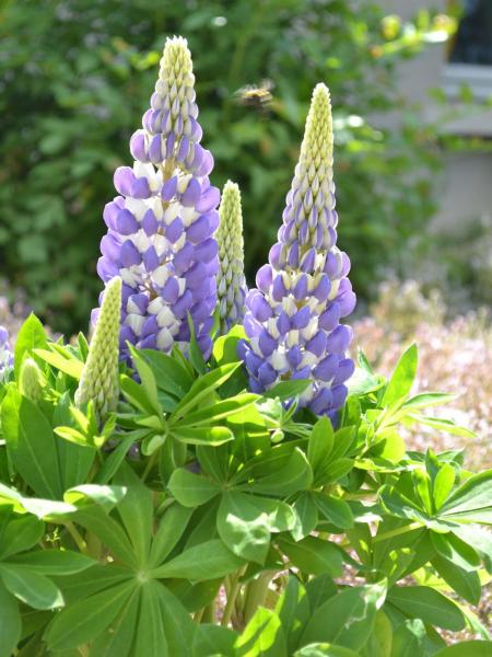 Lupine - Gallery Mini Blue Bicolor