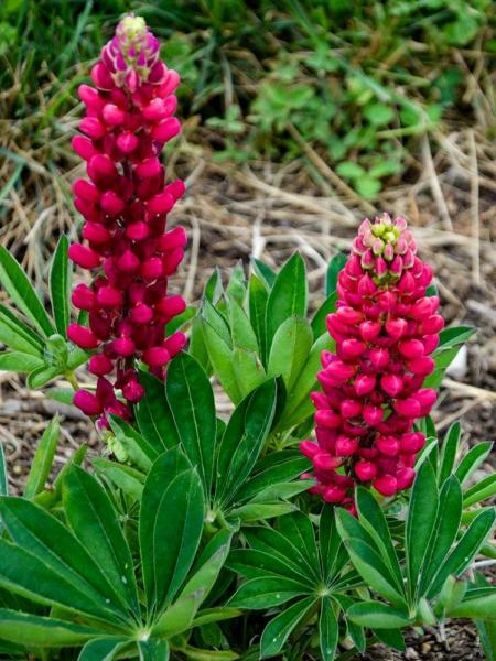Lupine - Gallery Mini Red