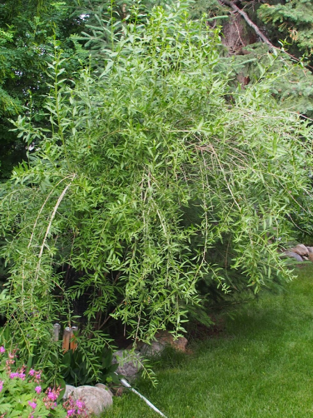 Lycium - Goji Berries - 2 Gallon