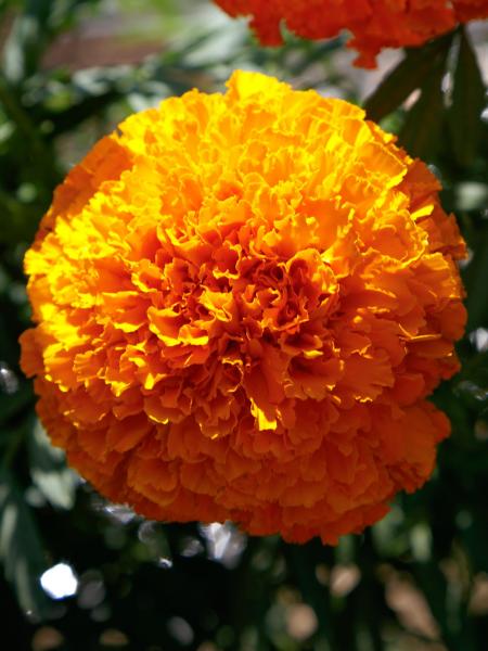 Marigold - African Coco Deep Orange