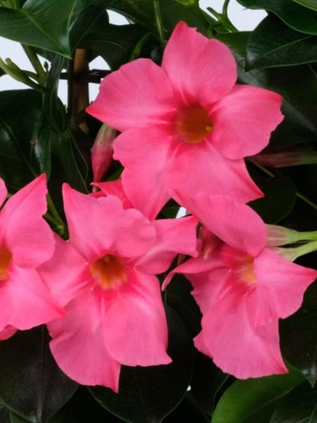 Mandevilla - Madinia Coral Pink