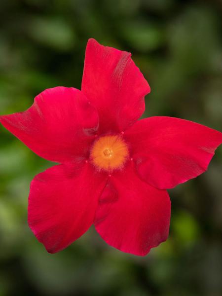 Mandevilla - Madinia Maximo Scarlet